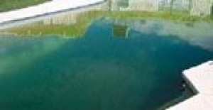 Mosquito fight targets pools 