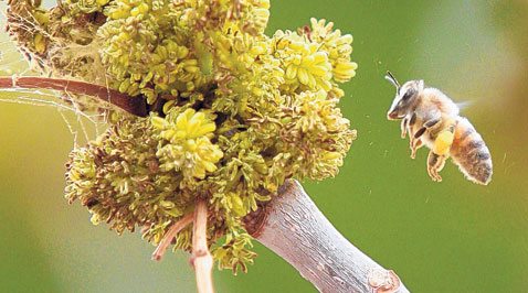 Rain, warmer weather triggering allergies 