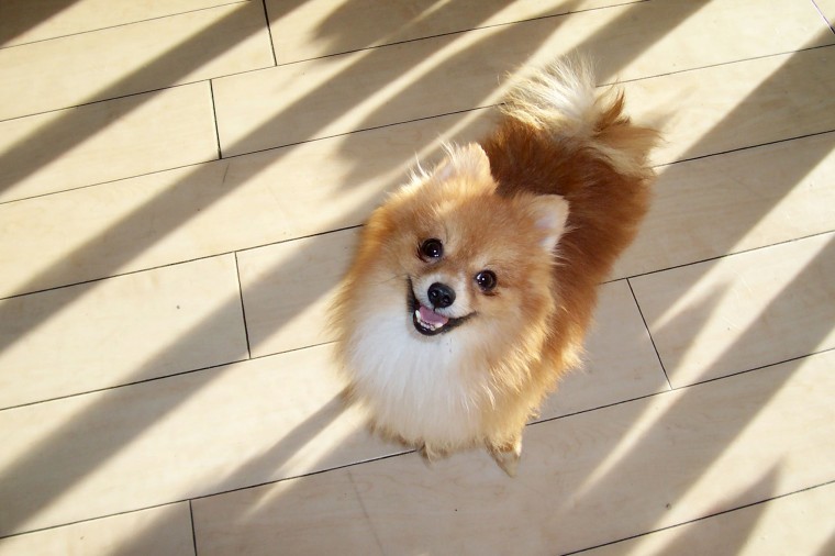 Someone to love: Mojo