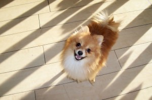 Someone to love: Mojo