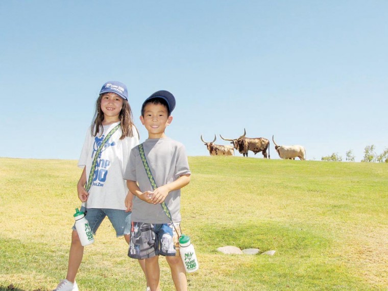 Camp Zoo