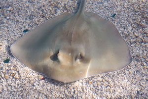 Stingray Bay returns to Phoenix Zoo 