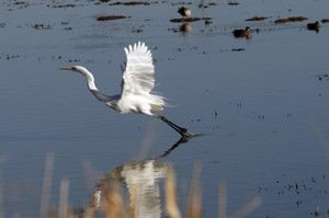 Gilbert’s Riparian Preserve plants seed of conservation 