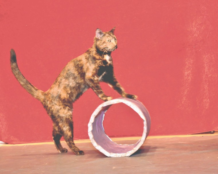 The Amazing Acro-Cats