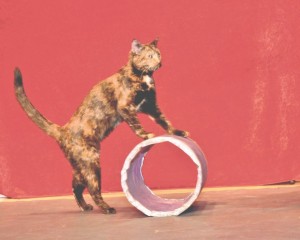 The Amazing Acro-Cats