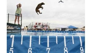 Bold dogs learning new tricks 