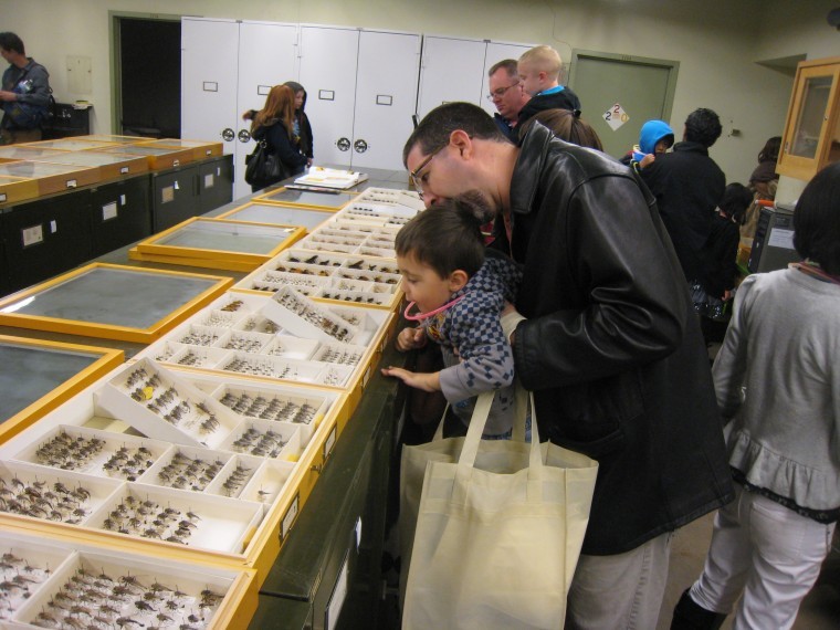 Insect Collection