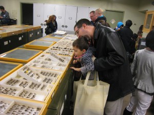 Insect Collection