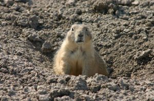 Feds remove prairie dogs from endangered list 