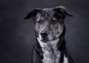 Pet of the Week: Sarah