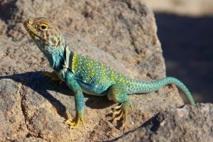 lizard
