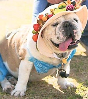 Gabriel’s Angels: Healing children through dogs 
