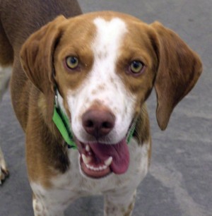 Pet of the Week: Dash