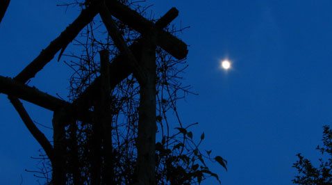 What a little moonlight can do in the garden 