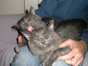 Hewey and Louie