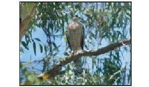 Hawks harrying Gainey Ranch 