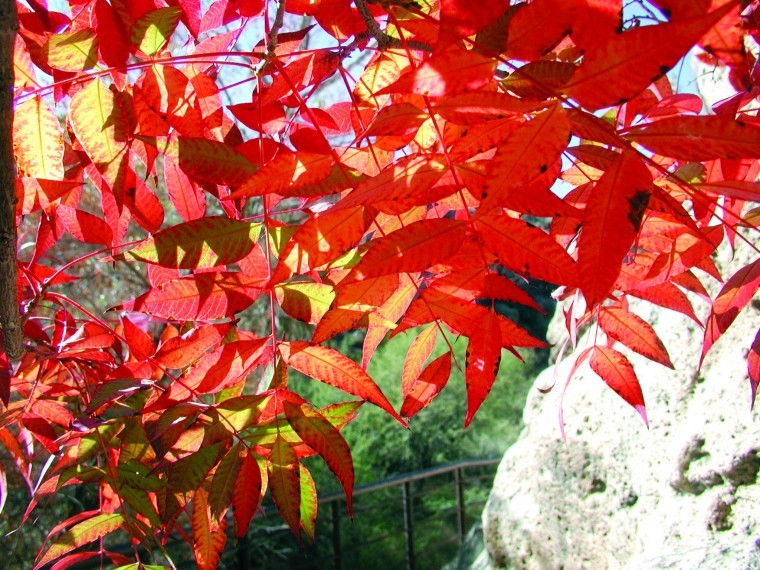 Boyce Thompson Arboretum