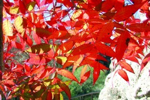 Boyce Thompson Arboretum
