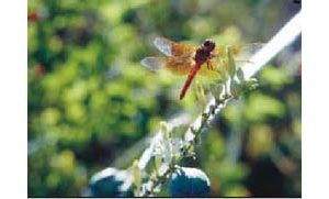 Desert Botanical Garden draws locals with sunrise tours 