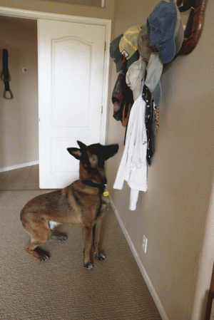 Local K-9 added to war on drugs 