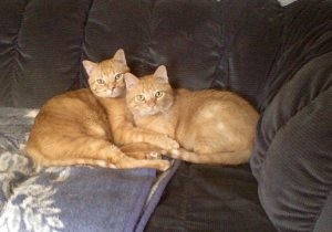 Pet of the Week: Andy, Griffith will tie you in knots 