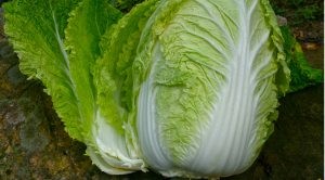 Growing Asian vegetables? A glossary of terms 