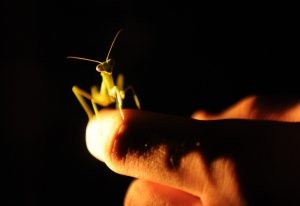 Indoor, high-tech children: Stunted specimens? 