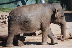 Elephants