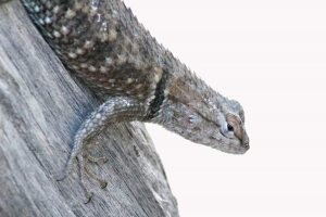 Expeditions will walk the path of the lizard 