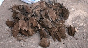 State asks for help solving bat killings 