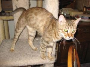 Someone to love: Bengal