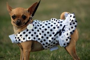Cinco de Mayo Celebration & Chihuahua Races 