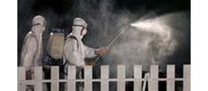 China: 2,600 birds dead of bird flu 
