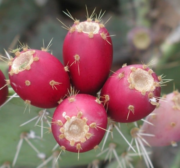 Prickly Pear Fruits
