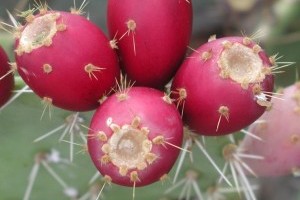 Prickly Pear Fruits