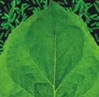 Scientists eye tobacco for plague vaccine 