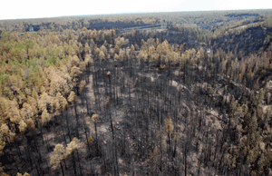 Rodeo-Chediski helped alter Forest Service practices 