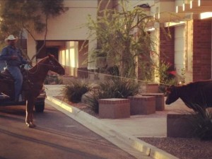 Cow on loose at Chandler mall