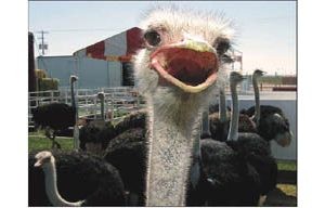 Birds of a feather will flock to ostrich fest 