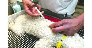 County may require microchips for pets 