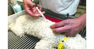 County may require microchips for pets 