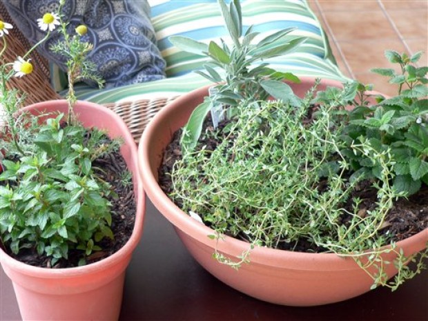 Gardening Medicinal