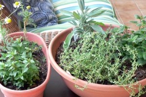 Gardening Medicinal