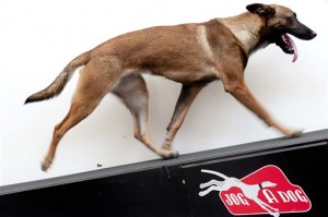 Pets-Treadmills
