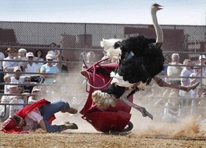 Ostriches return to Chandler for annual big-bird celebration 