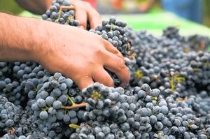 From the cellar: Napa, Sonoma valleys still set the California standard 