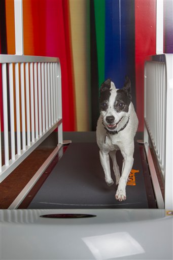Pets - Treadmills
