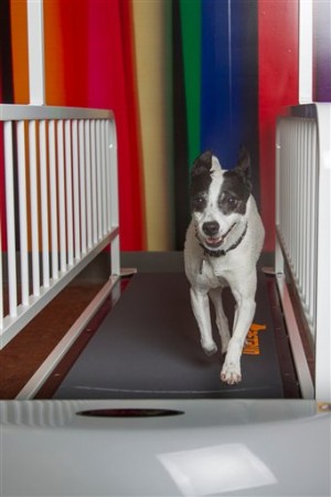 Pets - Treadmills