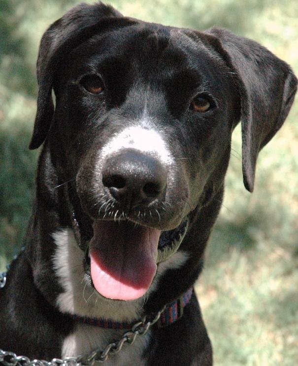 Pet adoption