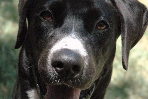 Pet adoption